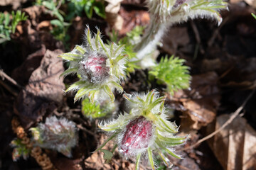 Die Gewöhnliche Kuhschelle ,Pulsatilla vulgaris, auch Gewöhnliche Küchenschelle genannt, ist eine Pflanzenart in der Familie der Hahnenfußgewächse ,Ranunculaceae. 