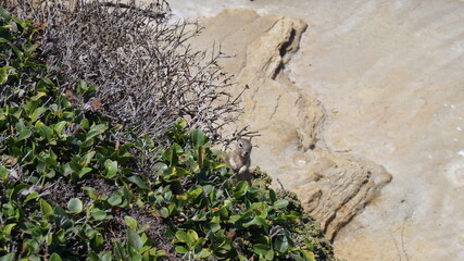 Beach squirrel on the Pacific coast in California