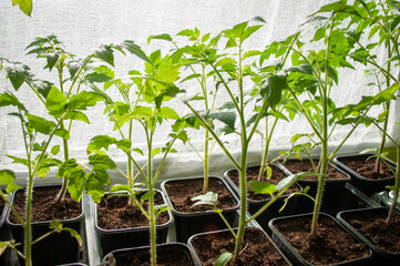 Young tomato seedlings. Growing seedlings at home. Plants on the windowsill
