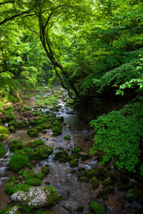 stream in forest