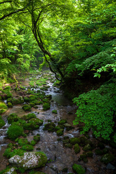 stream in forest © PhotogENer
