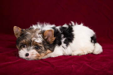 Biewer Terrier puppy on a burgundy background.