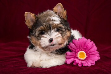 Biewer Terrier puppy on a burgundy background with a pink flower.