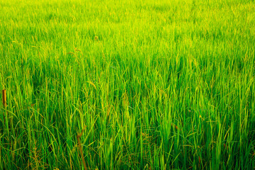 Global Warming and Pollution Concept - Global warming.Conceptual image symbolizing negative consequences of global warming leading to destroying the natural ecosystems of our planet.