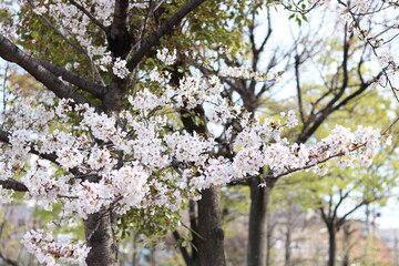 近所の桜