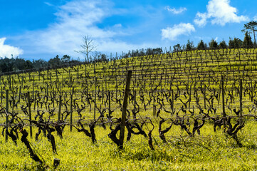 Vinhedo na região vitivinícola da Bairrada