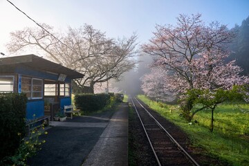 Obraz premium 桜咲く春の小湊鉄道 朝霧の飯給駅