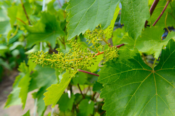 A growing bunch of grapes with small berries