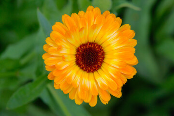 A bright orange marigold flower. Top view.