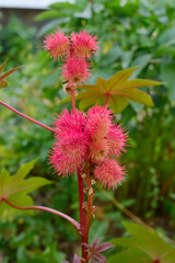 bright red castor fruit on a green stem