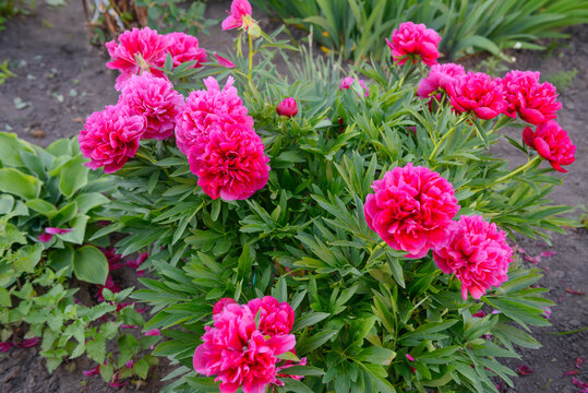 A bush of bright red peonies in the garden in summer