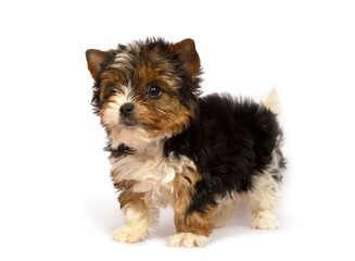 Biewer Terrier puppy on a white background.