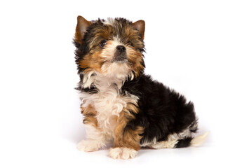 Biewer Terrier puppy on a white background.