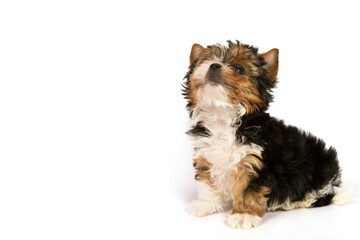 Biewer Terrier puppy on a white background.