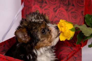 Biewer Terrier puppy on a white background in a red box with a yellow rose.