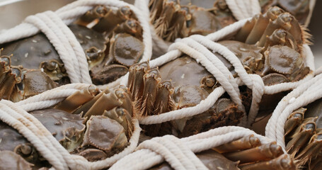 Fresh raw Chinese mitten crab