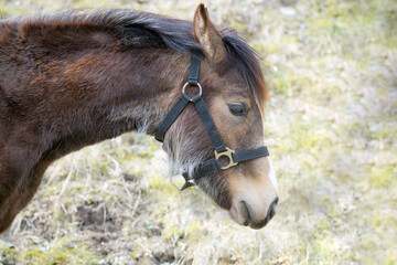 Fototapeta premium Fohlen