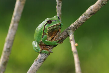 Tree frog on the branch of a tree