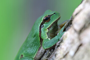 Detail of a frog's head