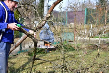 A gardener prunes fruit trees in the spring with traditional saw in hand