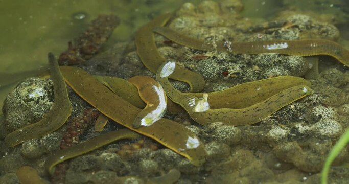 The leech in a shallow water of a stream on the frog eggs