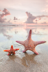 Obraz na płótnie Canvas Two starfish on sea beach at sunset