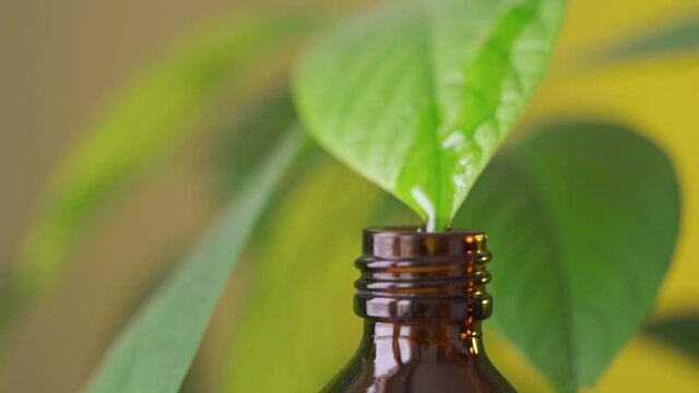 Essential oils in dark glass bottle with aroma herbs. Aromatherapy concept. Fresh leaves of basil and eucalyptus closeup to jars on white background.