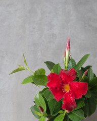 Houseplant red Dipladenia on a grey background. Flat lay. 