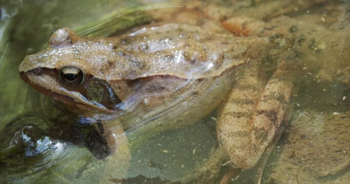 Brown frog is laying eggs in a forest puddle