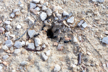 Entrada a hormiguero de especie Lasius niger
