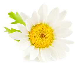 White Daisy Flower (Chamomile or Camomilie) isolated on white background. Side view. Close-up. Floral object