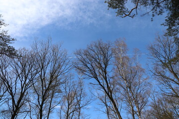 Bäume und Wald