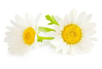 Fototapeta premium Chamomile or camomile flowers isolated on white background. Beautiful Daisy Close-up.