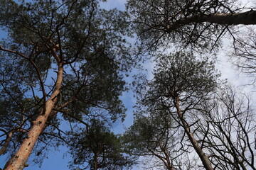 Bäume und Wald