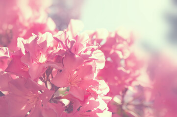 Blooming pink flowers. Beautiful summer nature background. Macro image, shallow depth of field. Vintage filter.