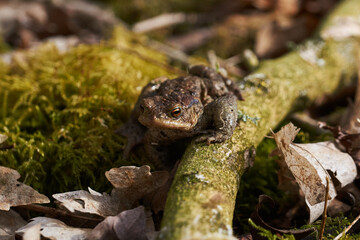 Common toad sitting between leafs and branches in forest floor in spring in Denmark