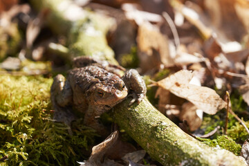 Common toad sitting between leafs and branches in forest floor in spring in Denmark