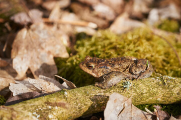 Common toad sitting between leafs and branches in forest floor in spring in Denmark