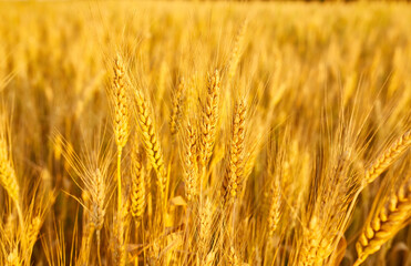 Wheat field with spikelets in gold tones