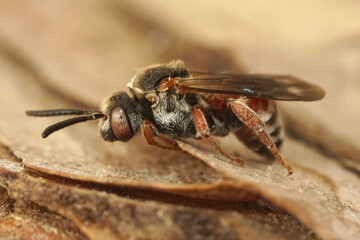 Closeup of the colorful and seldomn photographed White-spotted Red Cuckoo Bee, Pasites maculatus in Gard, France