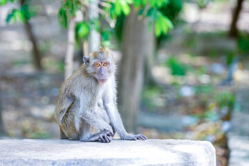 gray macaque child of thailand in sunlight sitting on the ground