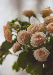 Delicate peach roses on a light blurred background close-up. Colored card for congratulations on women's day, birthday and kind words