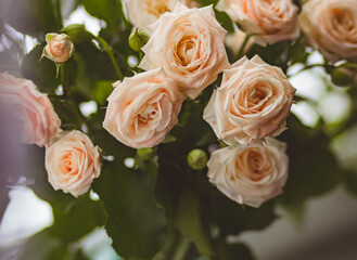 Delicate peach roses on a light blurred background close-up. Colored card for congratulations on women's day, birthday and kind words