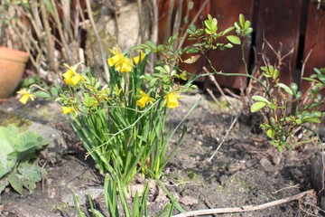 daffodils in the garden