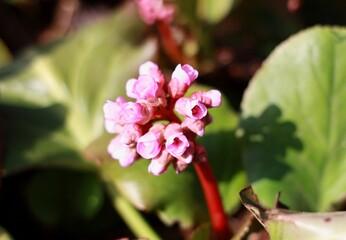 pink flower in spring 