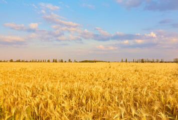 Image of wheat field with blue sky