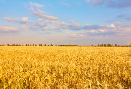 Image of wheat field with blue sky