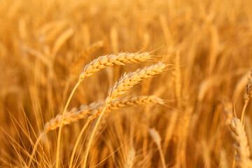 Wheat field with spikelets in gold tones