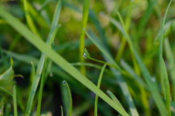 Drops of morning dew on green grass