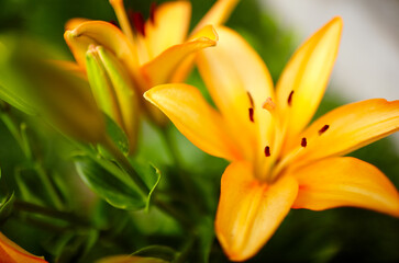 Obraz na płótnie Canvas Beautiful spring or summer blooming Lily plant. Selective focus with shallow depth of field